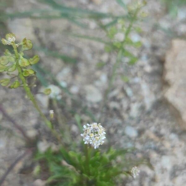 Teesdalia coronopifolia Flower