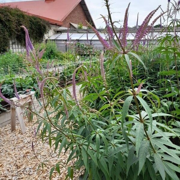 Veronicastrum virginicum Blüte