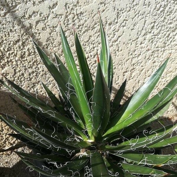 Agave filifera Hoja