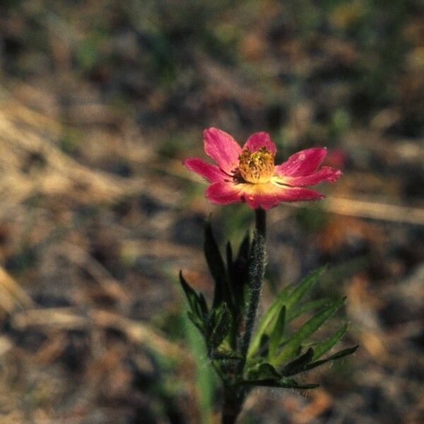 Anemone multifida عادت