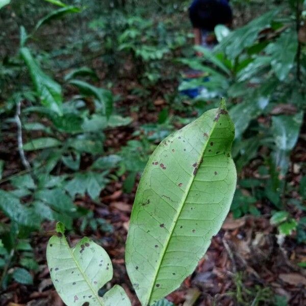 Vantanea guianensis Leaf