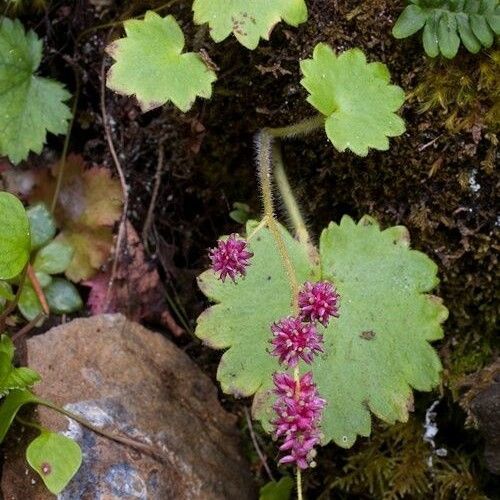 Micranthes mertensiana