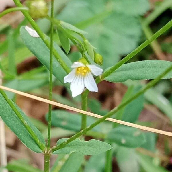 Linum catharticum Fiore