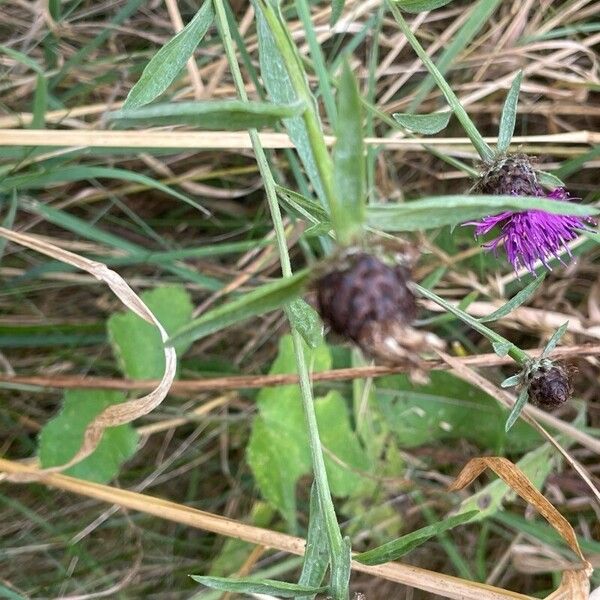 Centaurea nigra Habitus