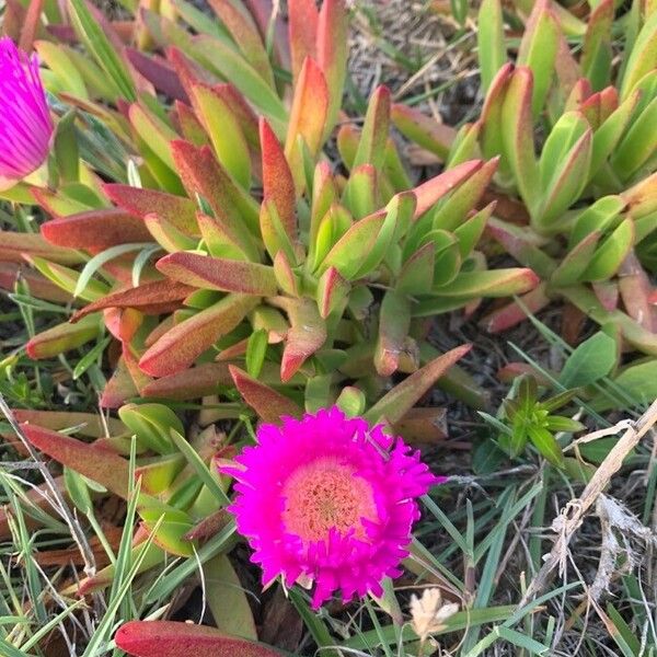 Carpobrotus edulis Çiçek