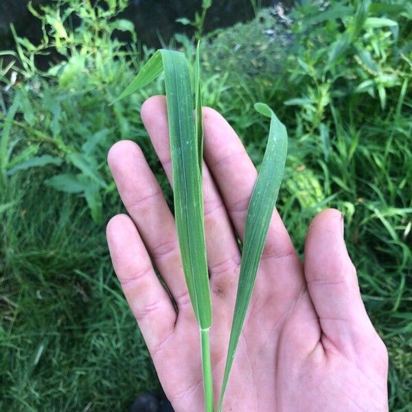 Phleum pratense ഇല