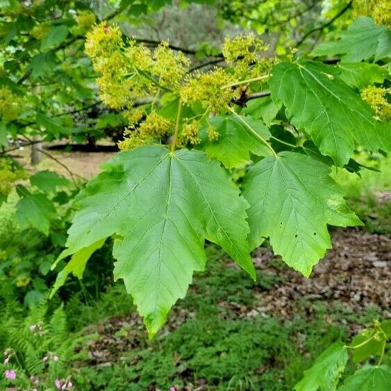 Acer velutinum Flower