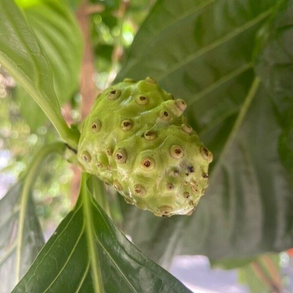 Morinda citrifolia Fruit