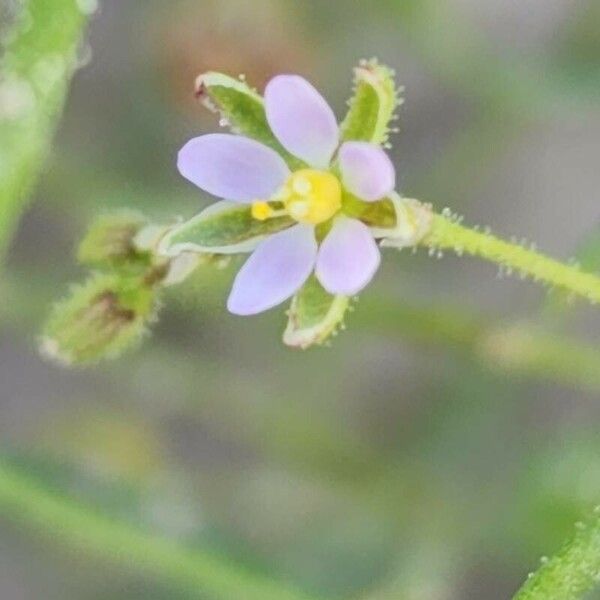 Spergularia diandra Flors