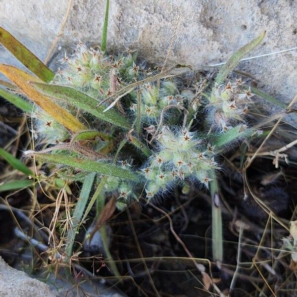 Plantago bellardii autre