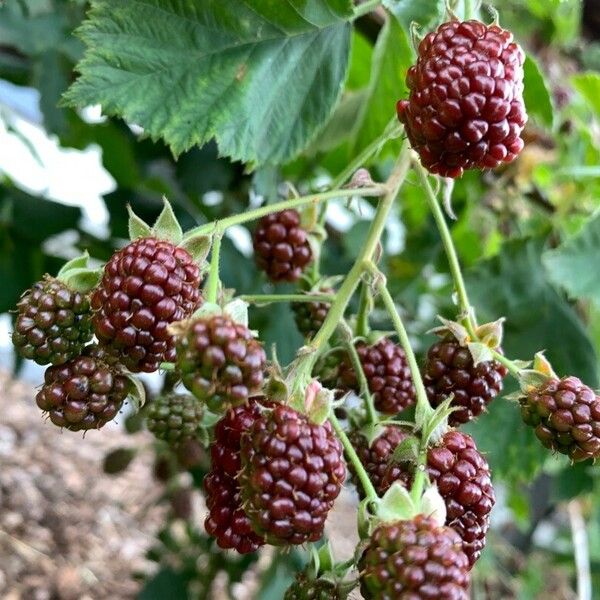 Rubus canadensis फल