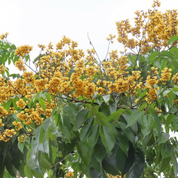 Pterocarpus officinalis 葉