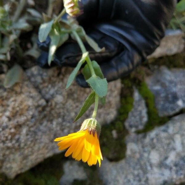 Calendula arvensis Floare