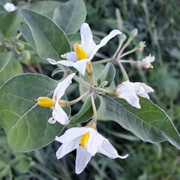 Solanum chenopodioides Blomma