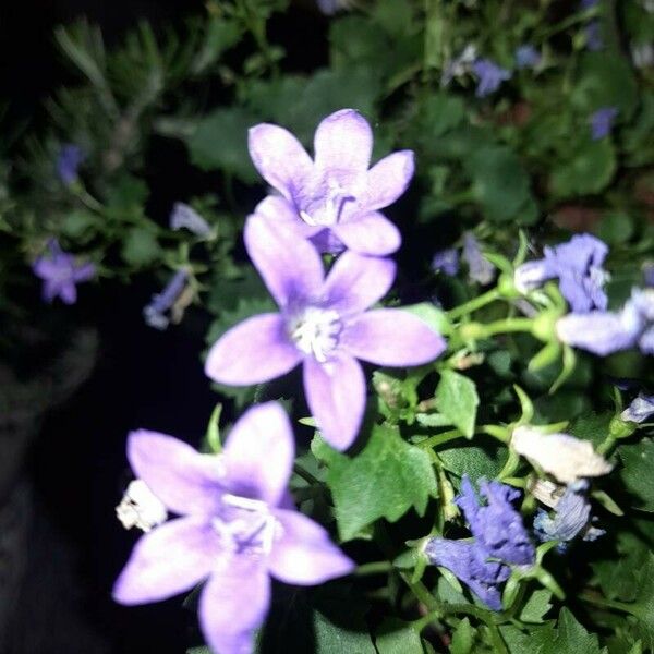 Campanula portenschlagiana Blomst