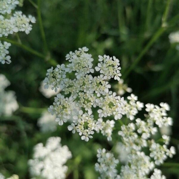 Chaerophyllum hirsutum Blomst