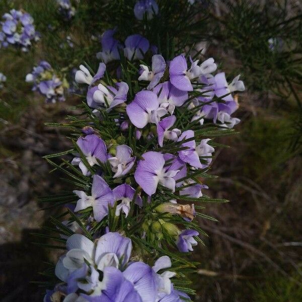 Psoralea pinnata Blüte