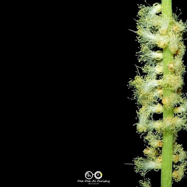 Acacia mangium Flower