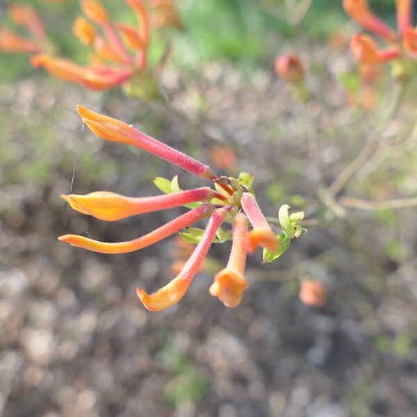Rhododendron austrinum (Florida azalea)