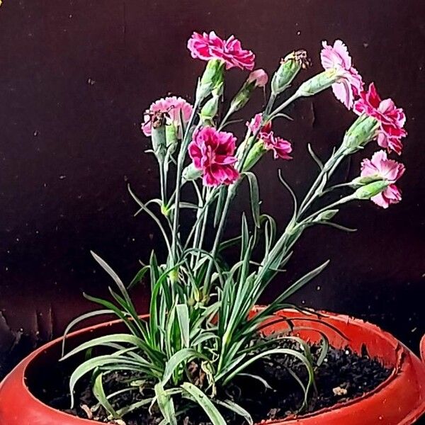 Dianthus barbatus Lapas