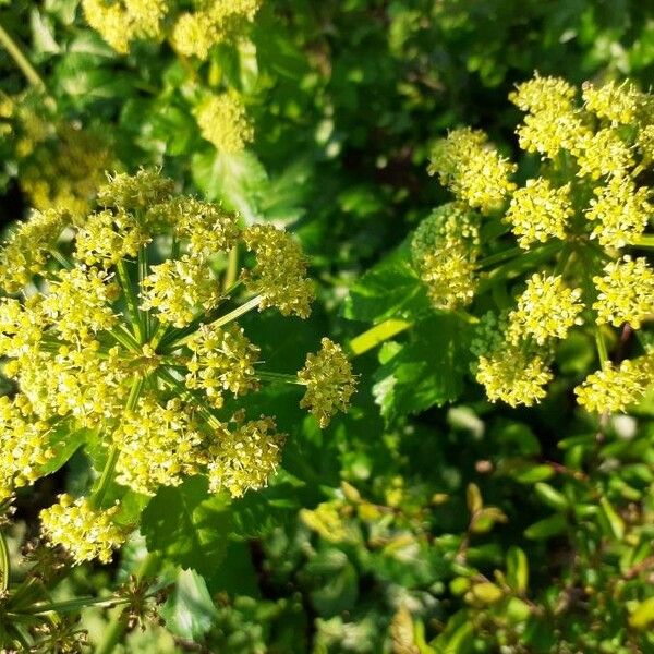 Smyrnium olusatrum Flower