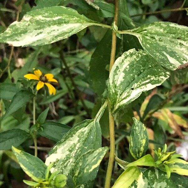 Rudbeckia triloba पत्ता