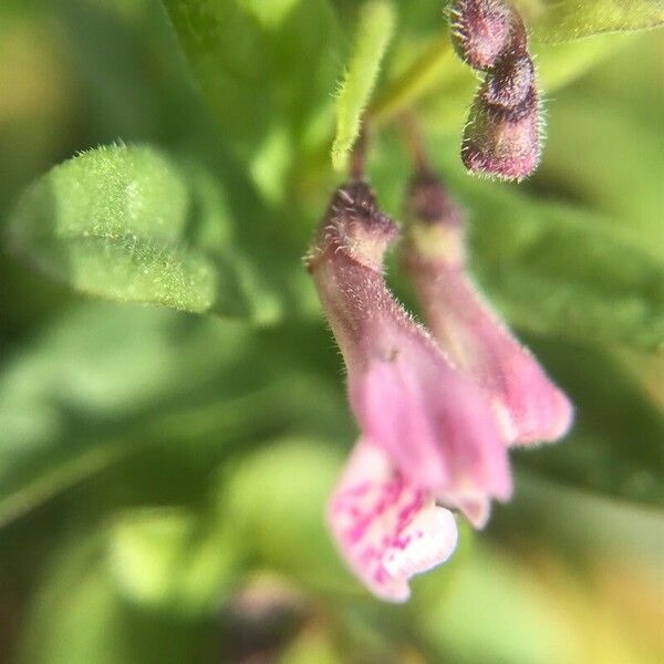 Scutellaria minor 花