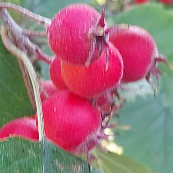 Crataegus coccinea Vrucht