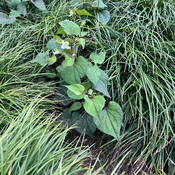 Houttuynia cordata Flower