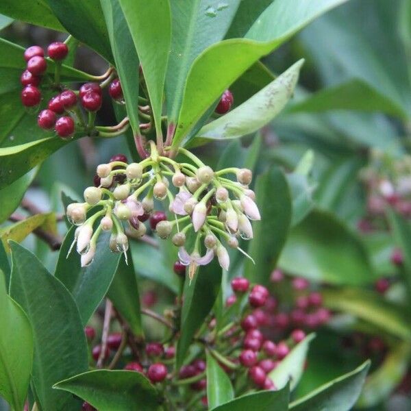 Ardisia elliptica Λουλούδι