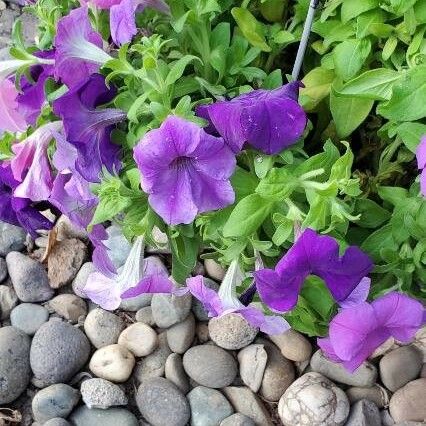 Petunia × atkinsiana Flower