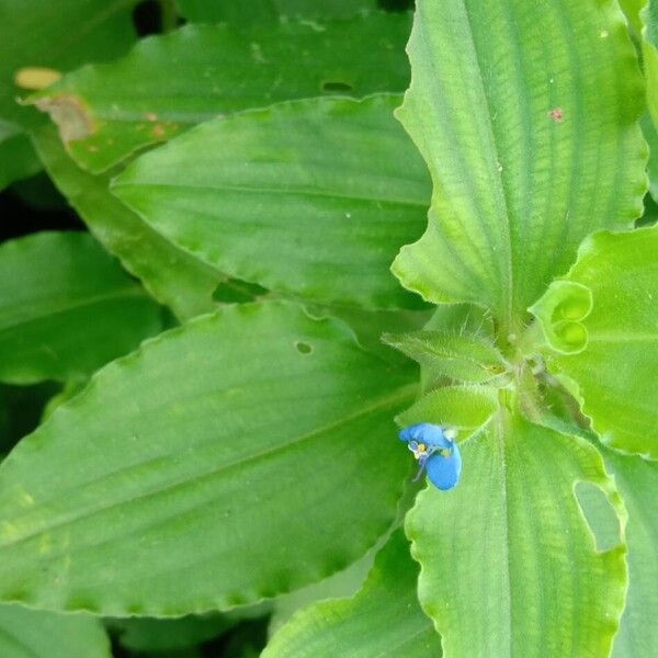 Commelina benghalensis പുഷ്പം