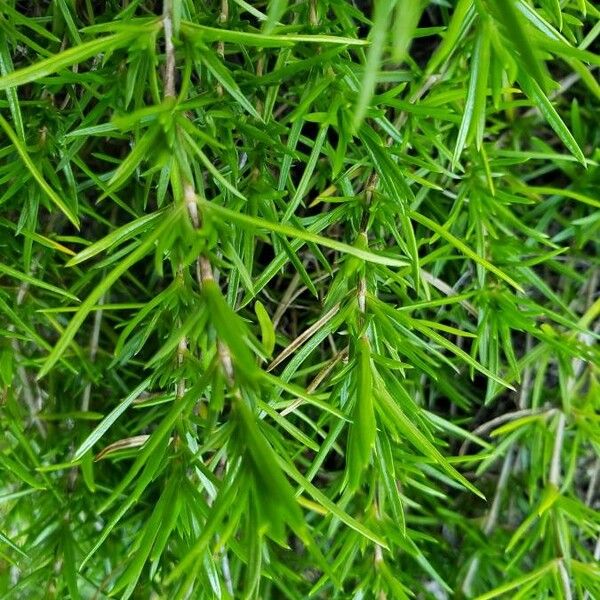 Phlox subulata Fulla