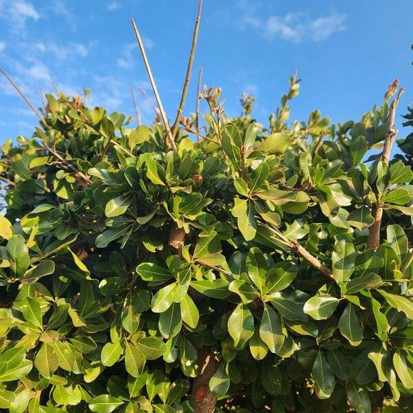 Manilkara mochisia Leaf