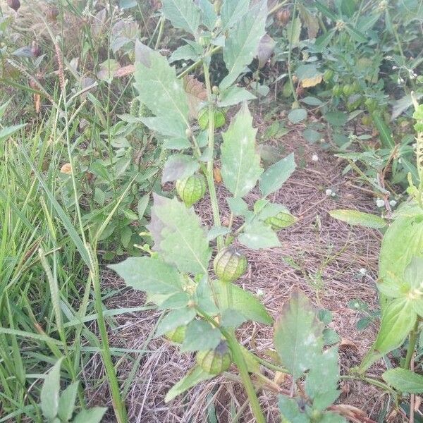 Physalis angulata Plod