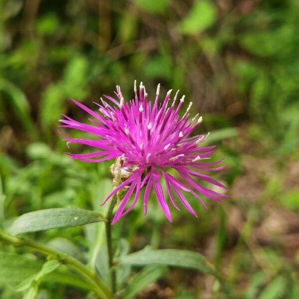 Centaurea jacea Kukka