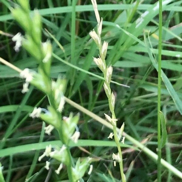 Lolium perenne Flower