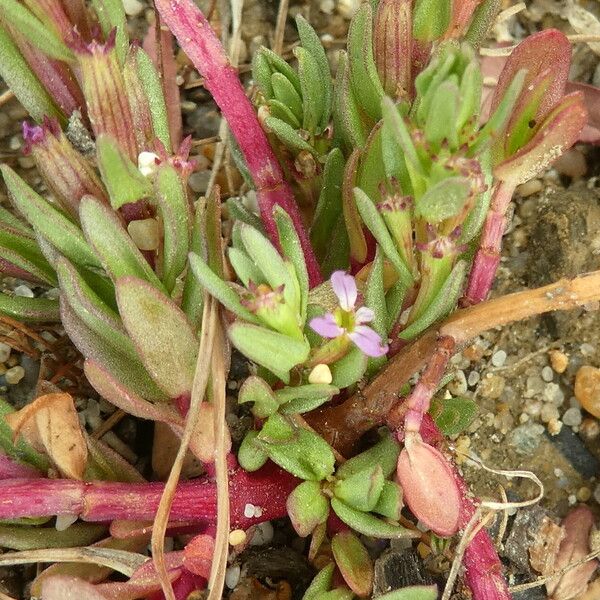 Lythrum hyssopifolia Foglia