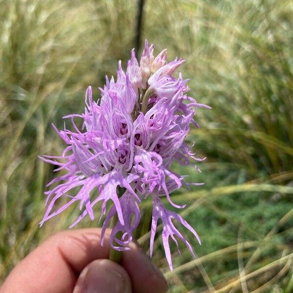 Orchis italica Flower