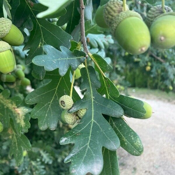 Quercus robur Leaf