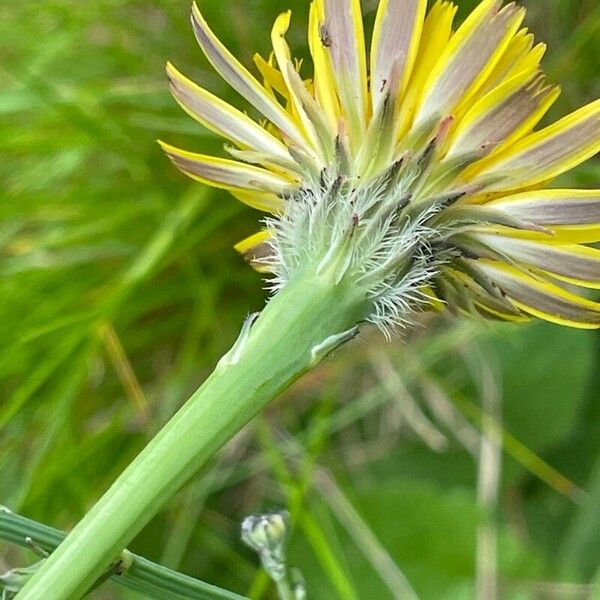 Hypochaeris radicata 花