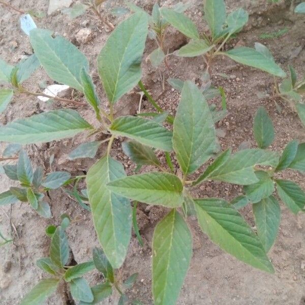 Amaranthus spinosus 叶