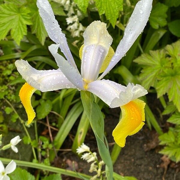 Iris orientalis Kvet