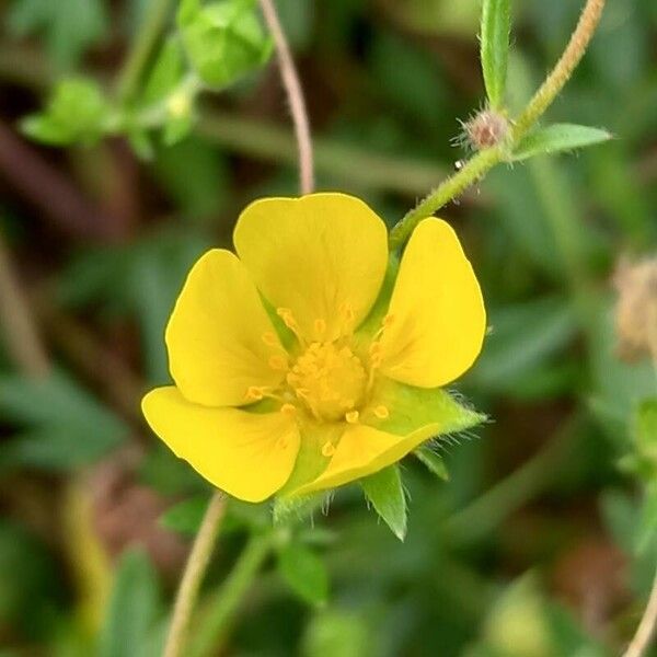 Potentilla rhenana Flower