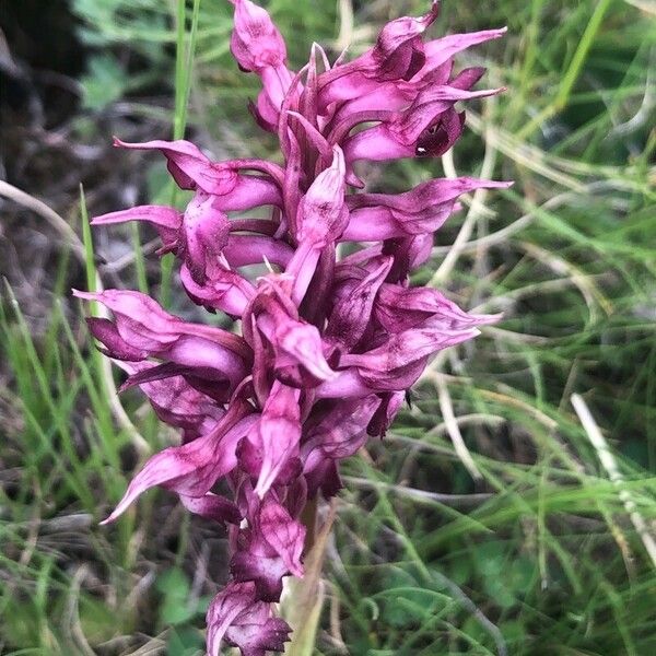 Anacamptis coriophora Žiedas