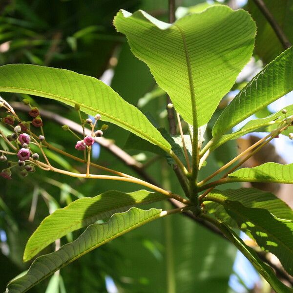 Saurauia napaulensis Blüte