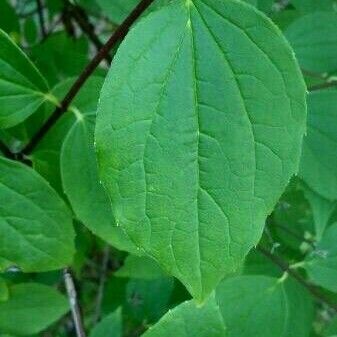 Philadelphus coronarius Blad