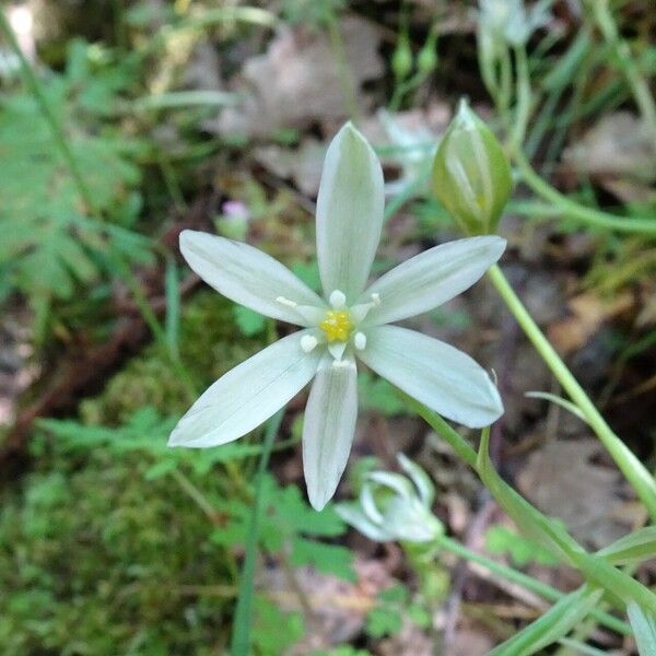 Ornithogalum orthophyllum Blüte