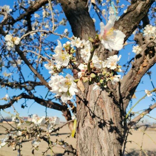 Prunus dulcis Flower