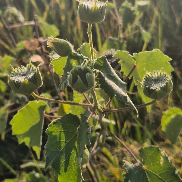 Abutilon grandiflorum Habitus